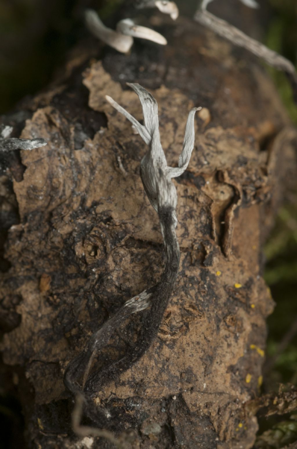 Xylaria hypoxylon ?